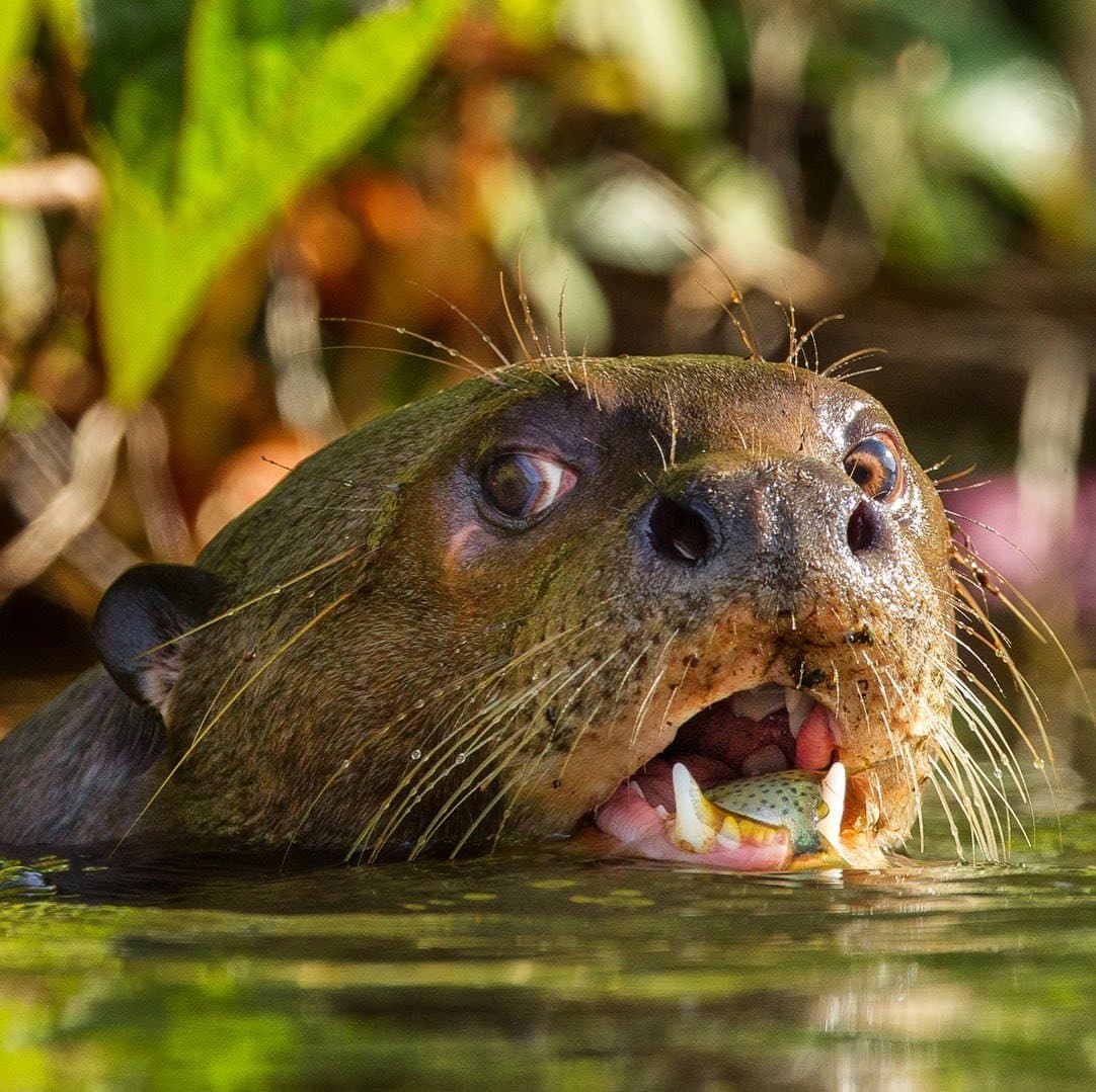 Lunch secured. No apologies from the river's top fisherman. A giant otter surfaces mid-water on an Amazon trek and survival tour, gripping a small fish tightly between its teeth, lush green vegetation blurred in the background