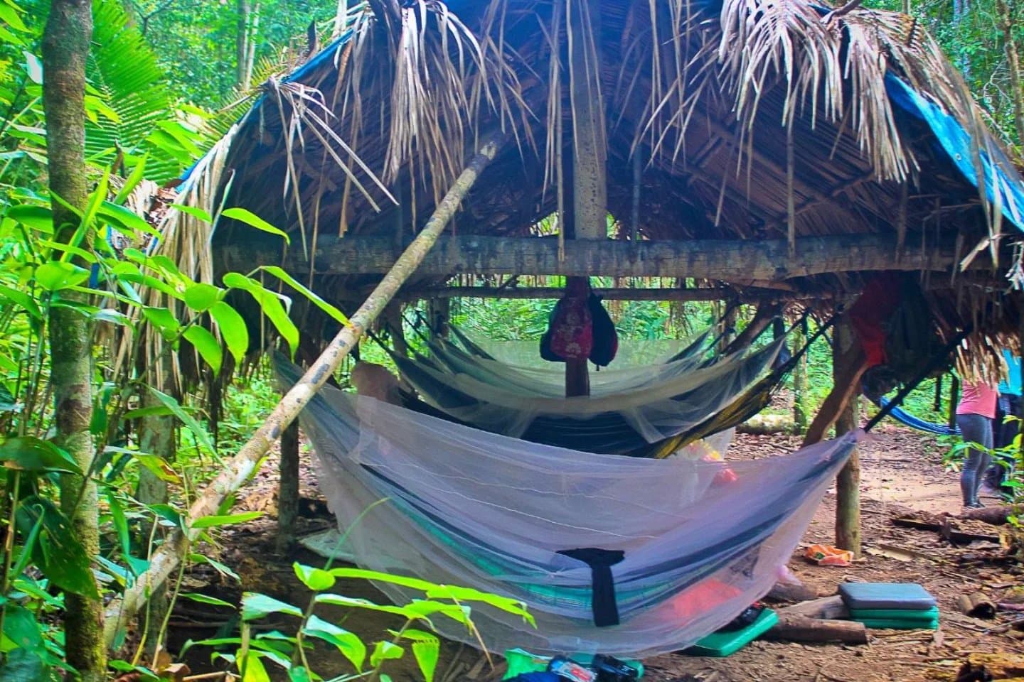 Your bedroom tonight has no walls, just trees, a net, and the sounds of the forest. A hammock wrapped in a white mosquito net hangs beneath a rustic thatched palm shelter in dense rainforest, part of an Amazon trek and survival tour wild camp