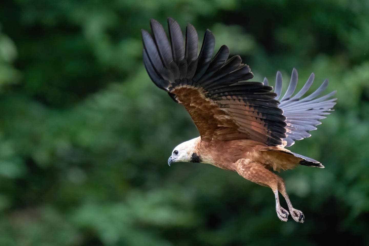 Few things stop a group mid-trail like a hawk cutting low through the canopy. A large raptor with rich chestnut plumage and dark wingtips soars with wings fully spread against a blurred green canopy — a striking wildlife encounter on an Amazon trek and survival tour