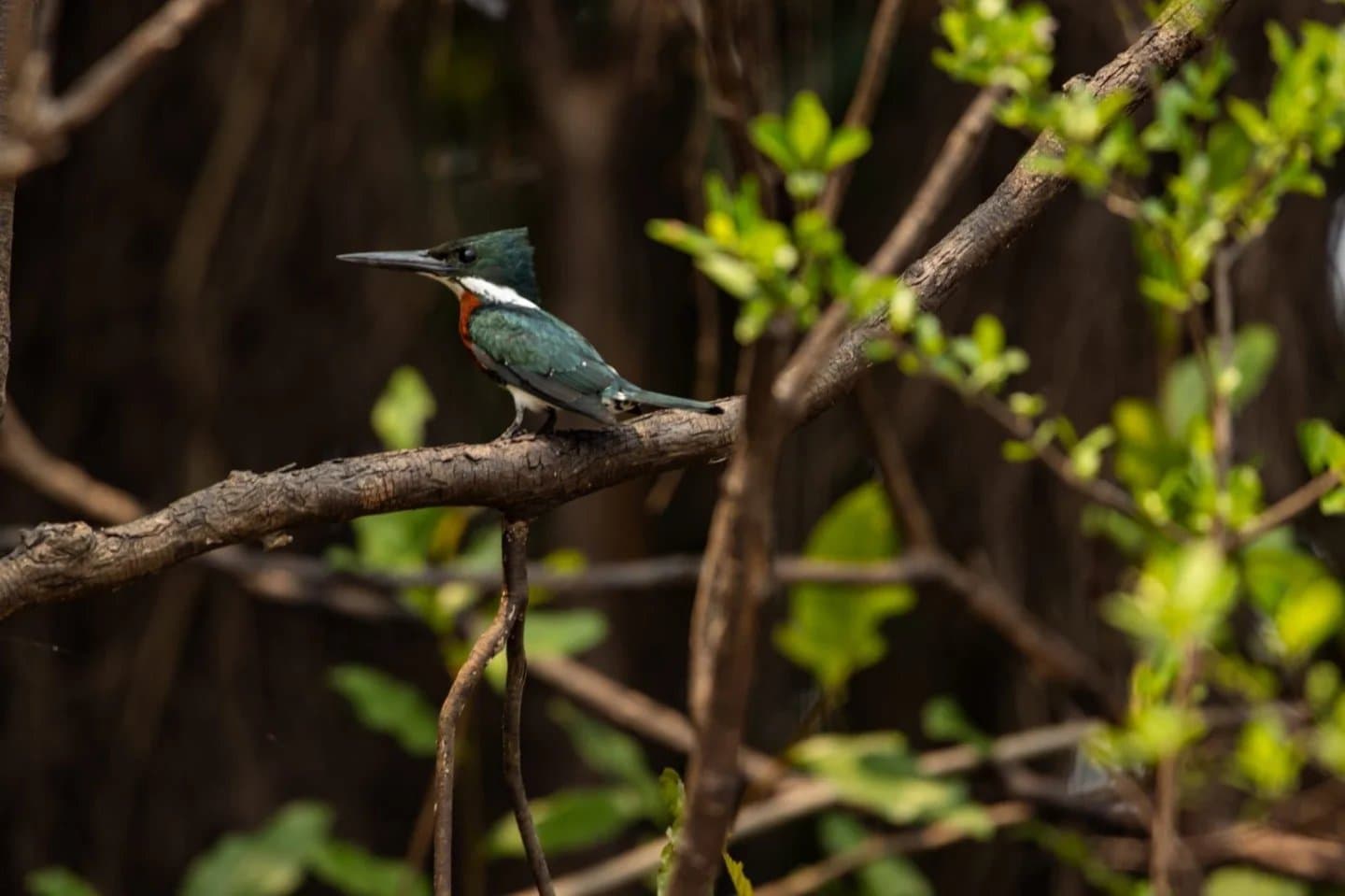 Patient, precise, and already eyeing the water below. A teal-and-rufous kingfisher perched on a bare branch amid tangled riverine vegetation during an Amazon trek and survival tour