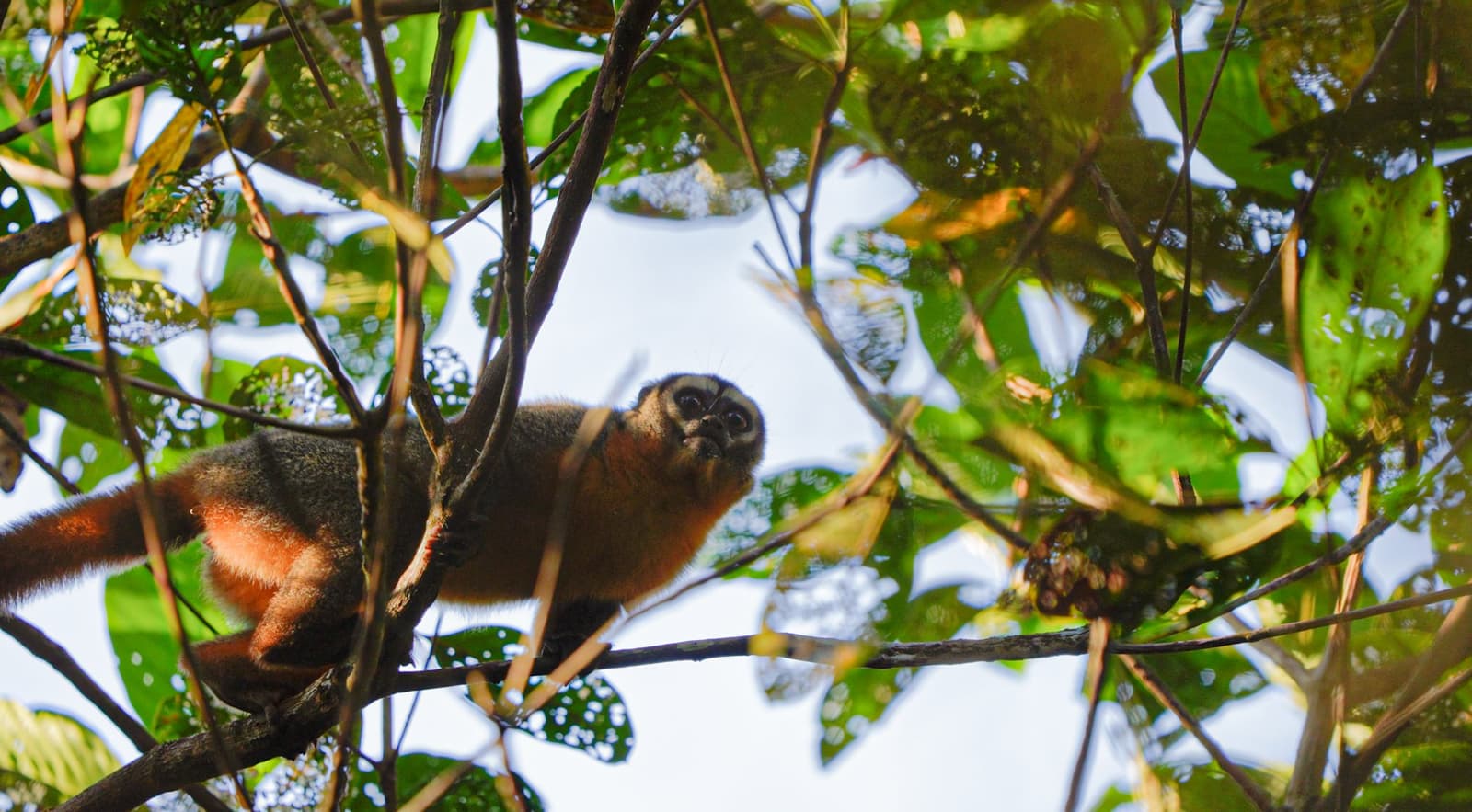Caught you looking. This little one is not impressed by your binoculars. A wide-eyed night monkey with rust-orange fur clings to a branch in the rainforest canopy, spotted during an Amazon trek and survival tour