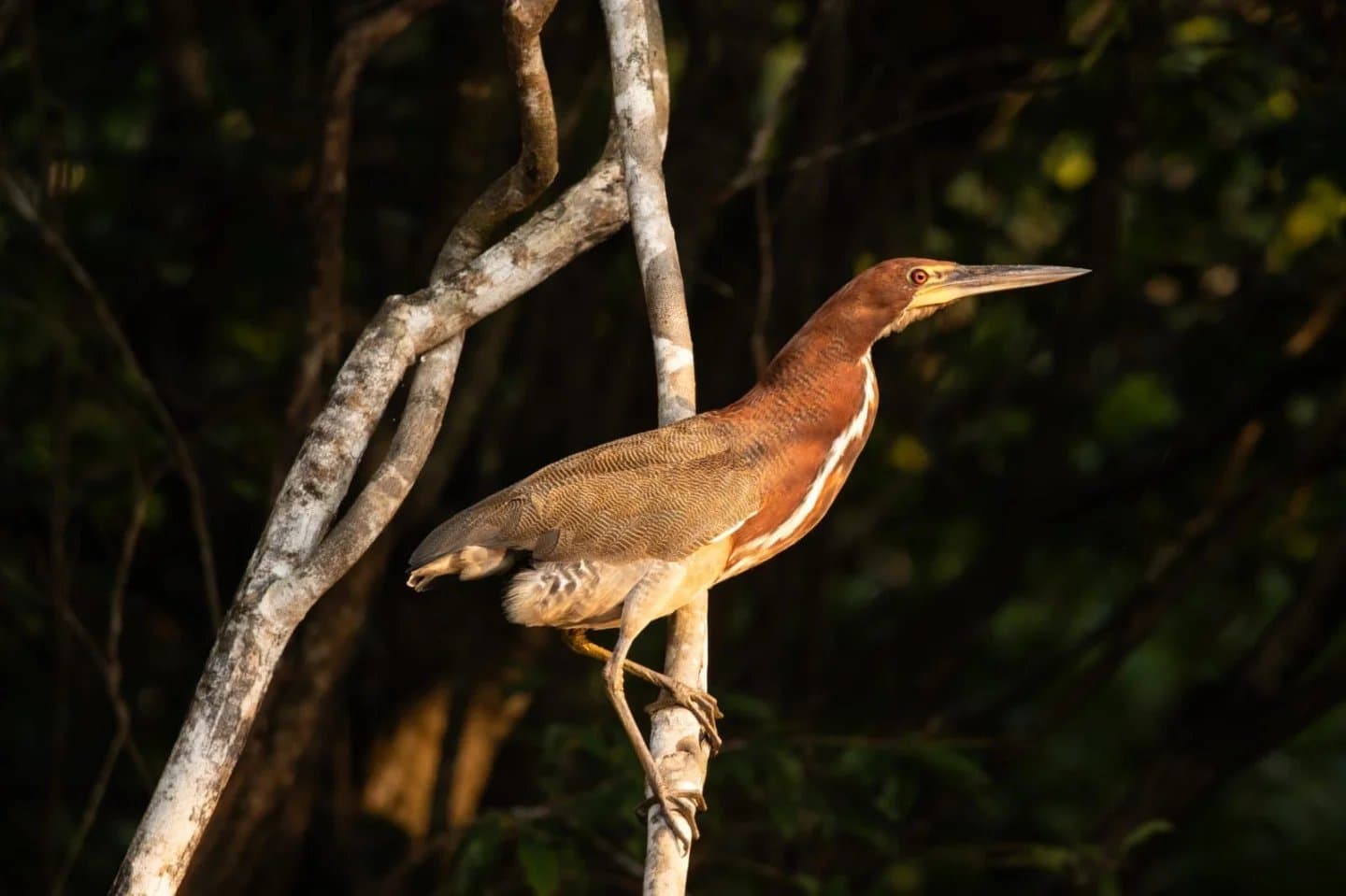 Perfectly still, perfectly patient, the heron has watchers on both sides of the lens. A rufescent tiger-heron perched on a bare branch against a dark forest backdrop, spotted during an Amazon trek and survival tour