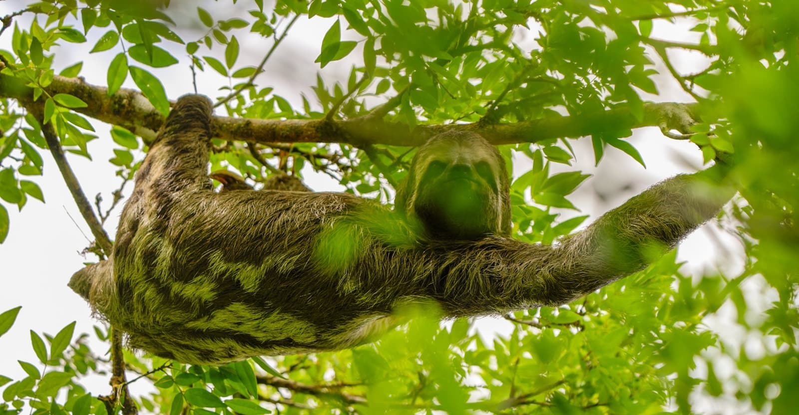 Living at its own pace, entirely unbothered by your schedule. A sloth clings upside-down to a branch high in the rainforest canopy, its fur tinged green with algae, spotted during an Amazon trek and survival tour