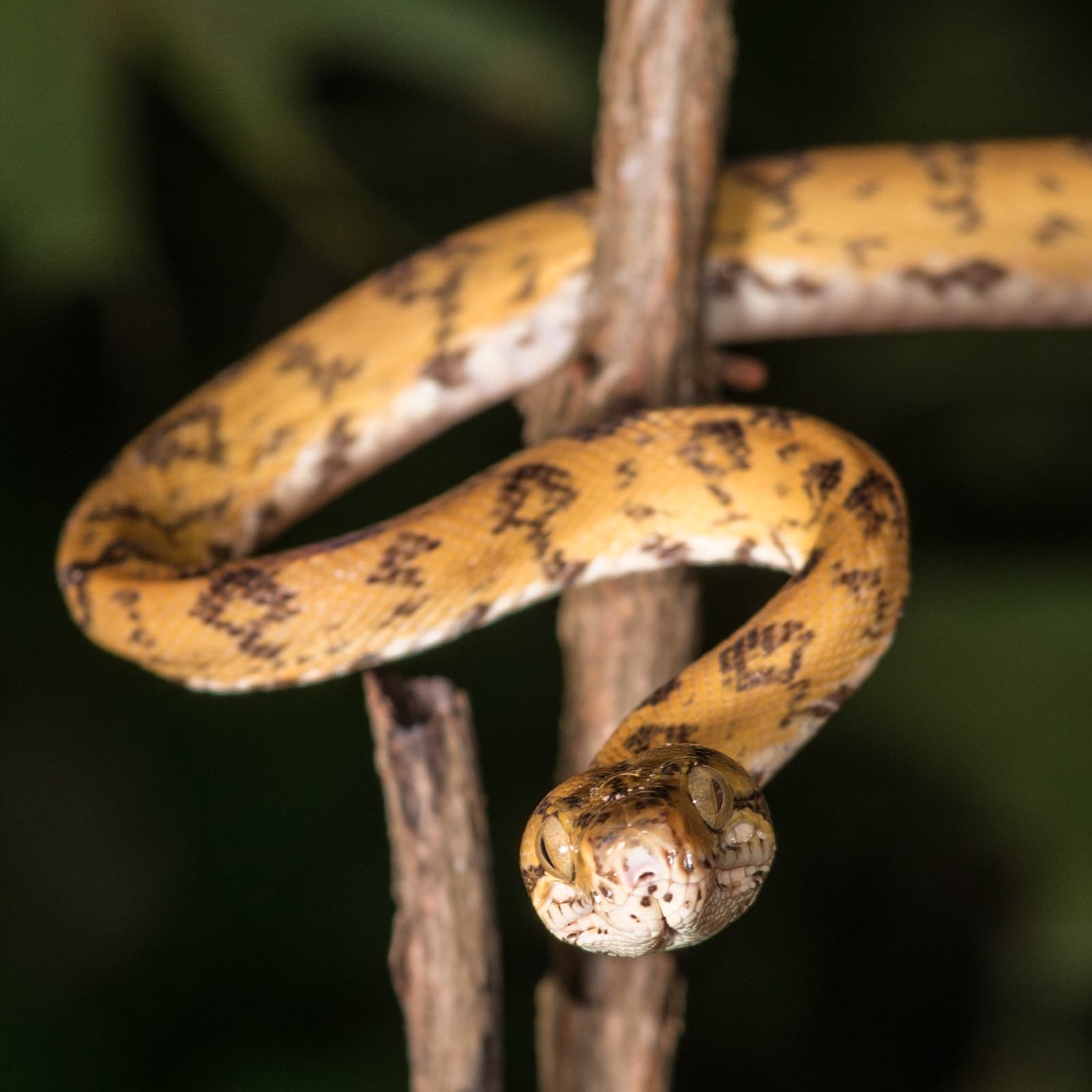 Slow down long enough and the forest introduces itself, one coil at a time. A golden-yellow snake with dark brown blotched markings coiled around bare wooden branches against a dark forest background, spotted during a night tour at Anavilhanas Jungle Lodge Brazil