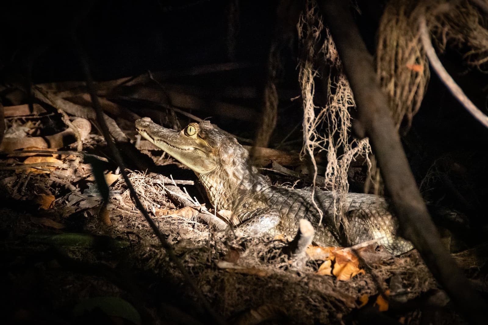 Night walks earn you a different jungle, and this one is watching back. A juvenile caiman caught in torchlight at night during an Anavilhanas Jungle Lodge Brazil night tour, its golden slit eye gleaming as it rests among roots and leaf litter on the forest floor