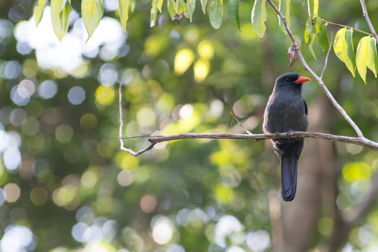 That red bill is doing all the talking. A slate-grey bird with a vivid red bill perches on a bare branch against a soft bokeh of green rainforest canopy at Anavilhanas Jungle Lodge Brazil