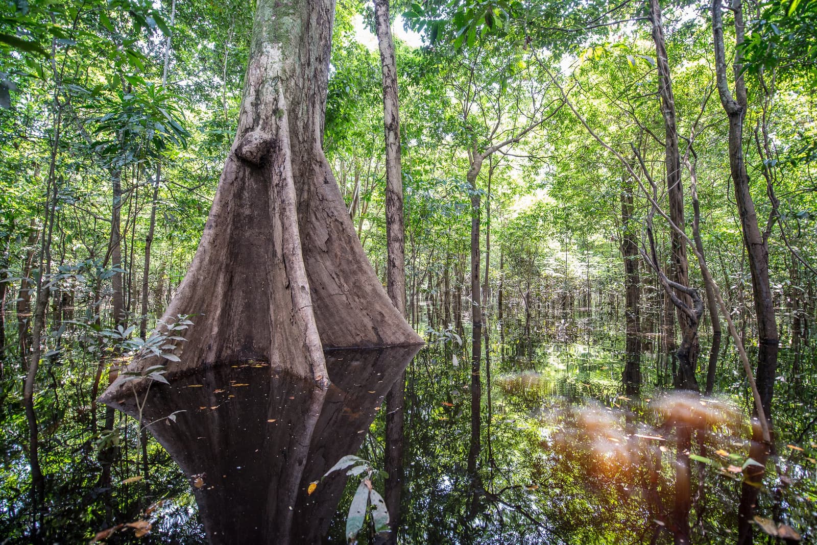 Some trees don't wait for dry land, they just grow anyway. A massive buttressed tree rising from dark tannin-stained floodwaters in an igapó flooded forest, its reflection mirrored perfectly on the still black water, surrounded by dense green canopy at Anavilhanas Jungle Lodge Brazil