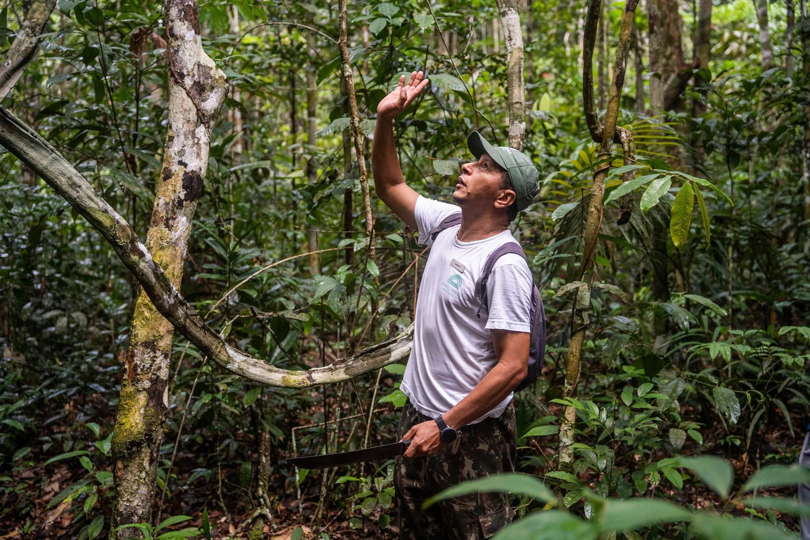 He's spotted something overhead that the rest of us would have walked right past. A local guide at Anavilhanas Jungle Lodge Brazil points upward into the dense rainforest canopy during a dryland hiking trail, holding a machete as he scans the treetops for wildlife