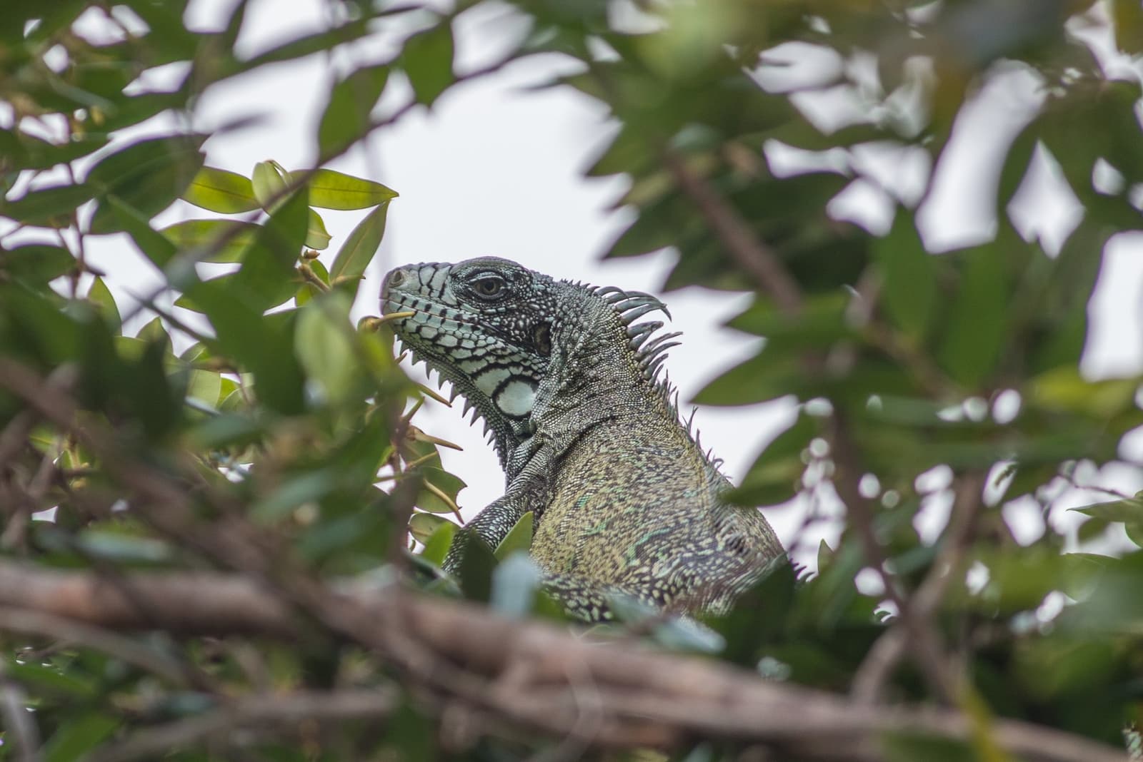 Hiding in plain sight, if you know where to look. A large green iguana perched among dense leafy branches, its scaled head and dorsal spines in sharp focus against a pale sky at Anavilhanas Jungle Lodge Brazil