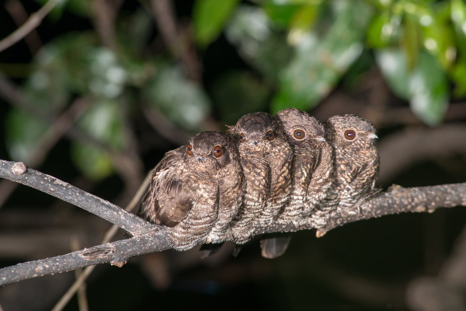 Four chicks, one branch, zero personal space, and nobody seems to mind. Four cryptically patterned nightjar chicks huddled together on a bare branch at Anavilhanas Jungle Lodge Brazil, their amber eyes glowing in the night