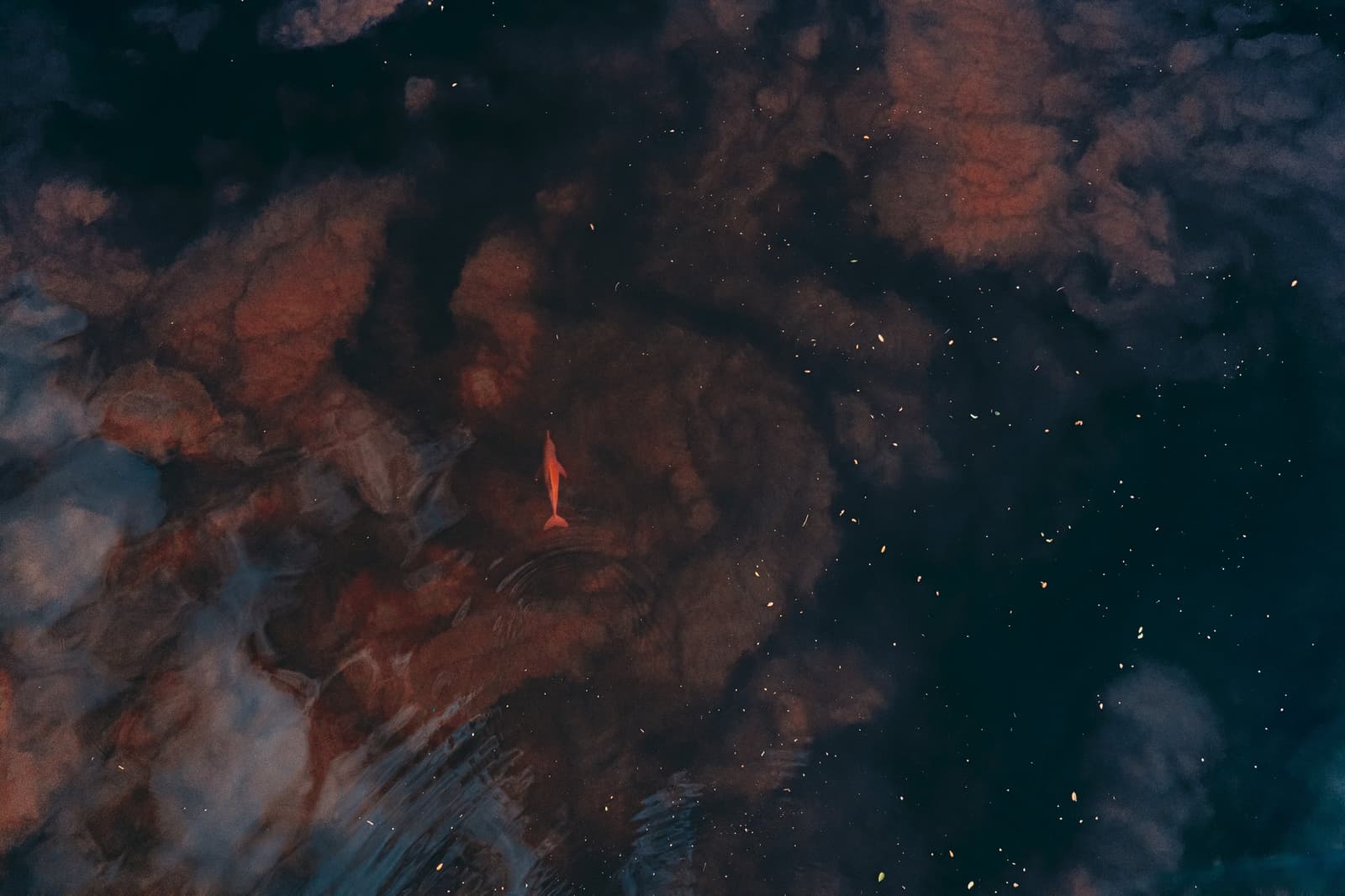 Alone in a river the size of a sea, and somehow it finds you first. Aerial view of a pink river dolphin gliding just beneath the dark tannin-rich waters of the Rio Negro near Anavilhanas Jungle Lodge Brazil, with cloud reflections shimmering across the surface