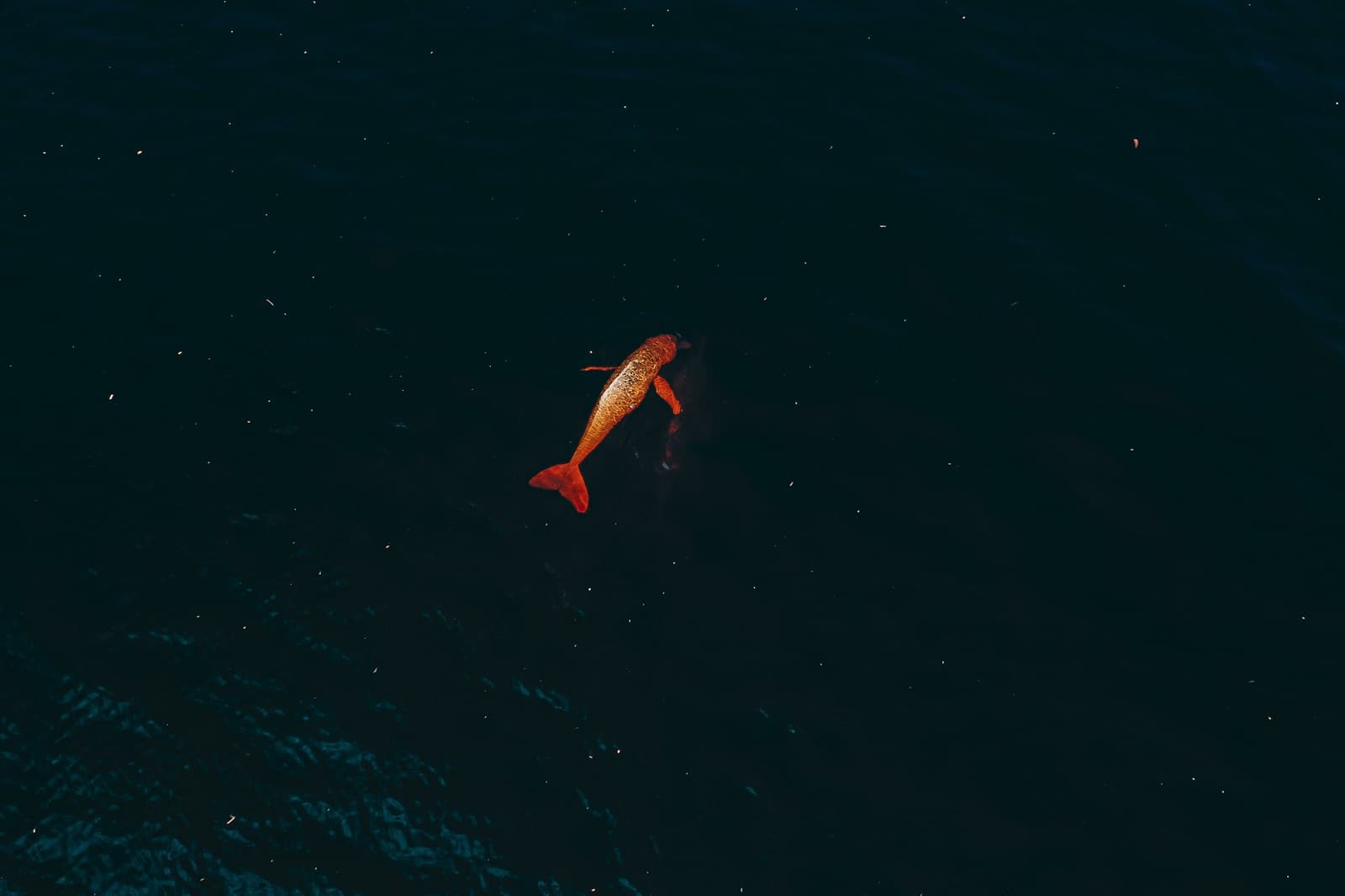 Seen from above, it looks almost unreal, a warm flash of colour in very dark water. Aerial view of a pink river dolphin glowing amber-red against the dark teal waters of the Rio Negro, spotted during an Anavilhanas Jungle Lodge Brazil wildlife excursion