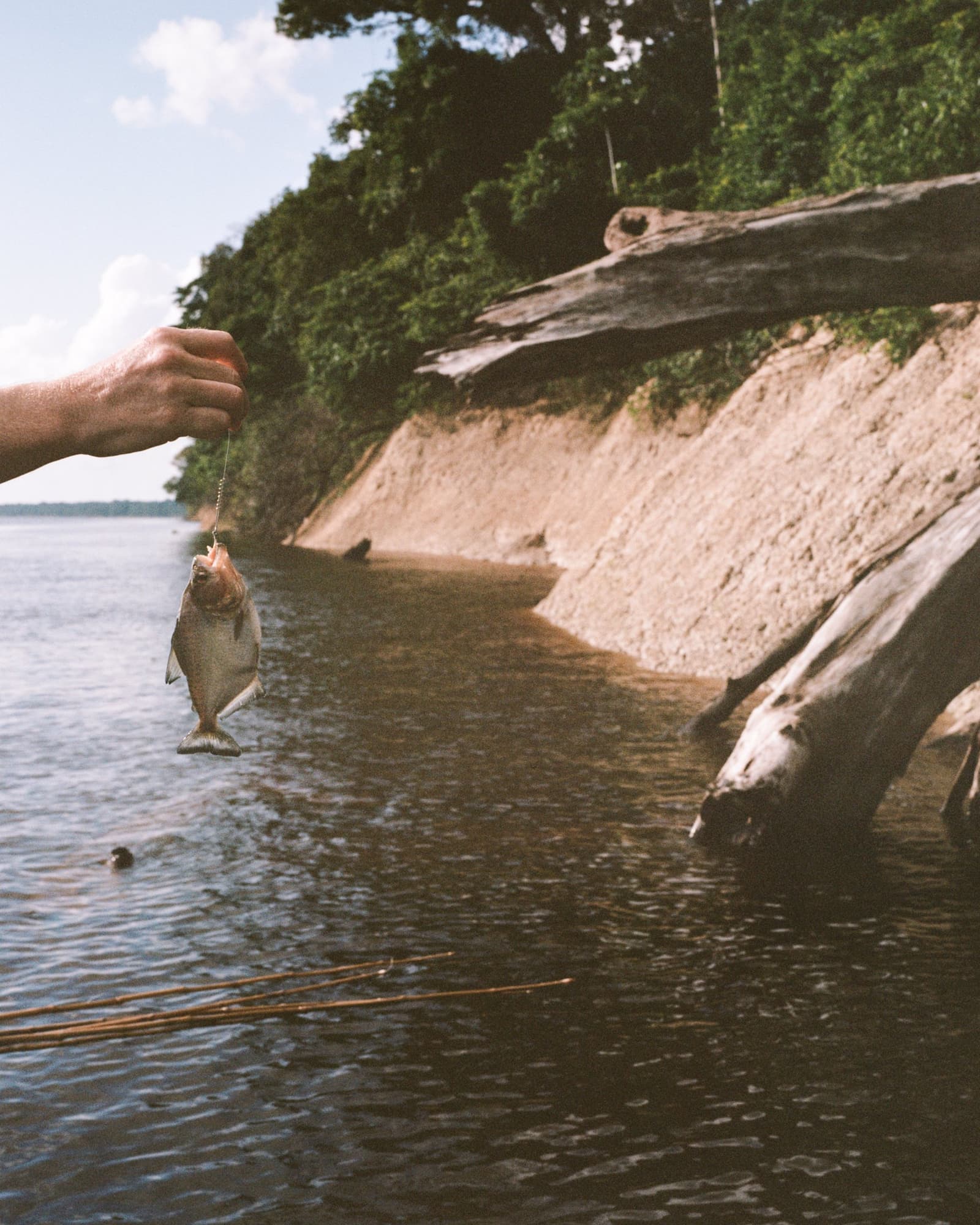 Dinner earned, not ordered, fishing the Amazon keeps things honest. A hand holds a small freshly caught fish on a line above the dark waters of the Rio Negro, with an eroded sandy riverbank and dense rainforest canopy visible at Anavilhanas Jungle Lodge Brazil