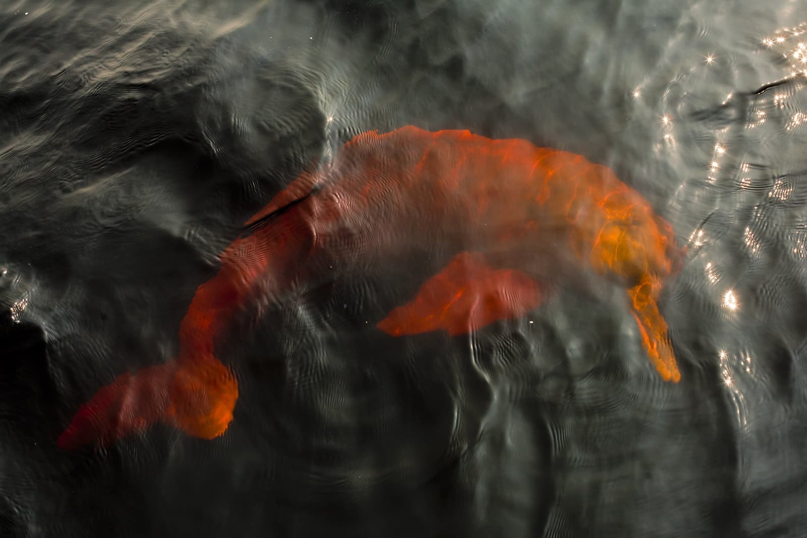 Closer than you think, and completely unbothered by the audience above. An Amazon river dolphin gliding just beneath the dark surface of the Rio Negro, its orange-pink body distorted beautifully by rippling water at Anavilhanas Jungle Lodge Brazil