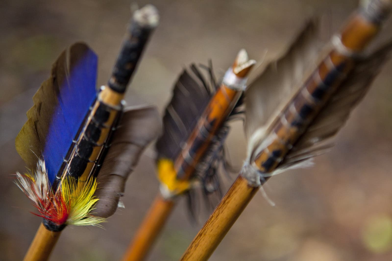 Each arrow tells a story long before it leaves the bow. Close-up of handcrafted wooden arrows fletched with vivid blue, yellow, red and earth-toned feathers, used in traditional archery at Anavilhanas Jungle Lodge Brazil