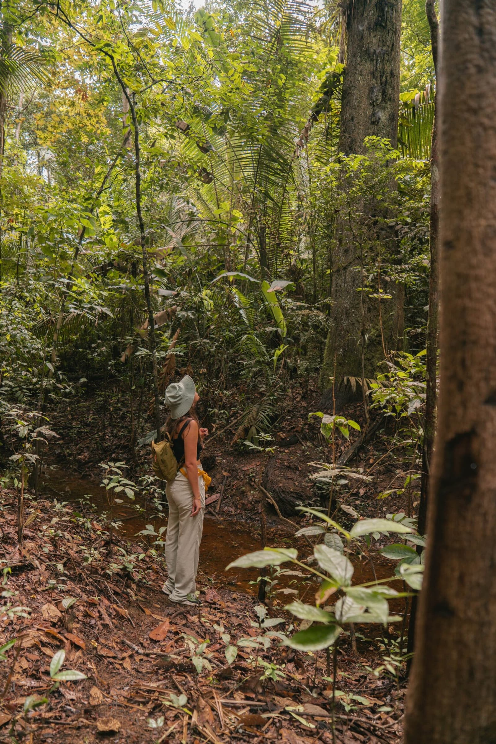 Neck craned, eyes wide — the canopy never stops surprising. Photo: Yuri Panichi A hiker in a wide-brim hat and daypack gazes up into the towering canopy during a brazilian amazon jungle tour, surrounded by dense ferns, palms, and tropical undergrowth