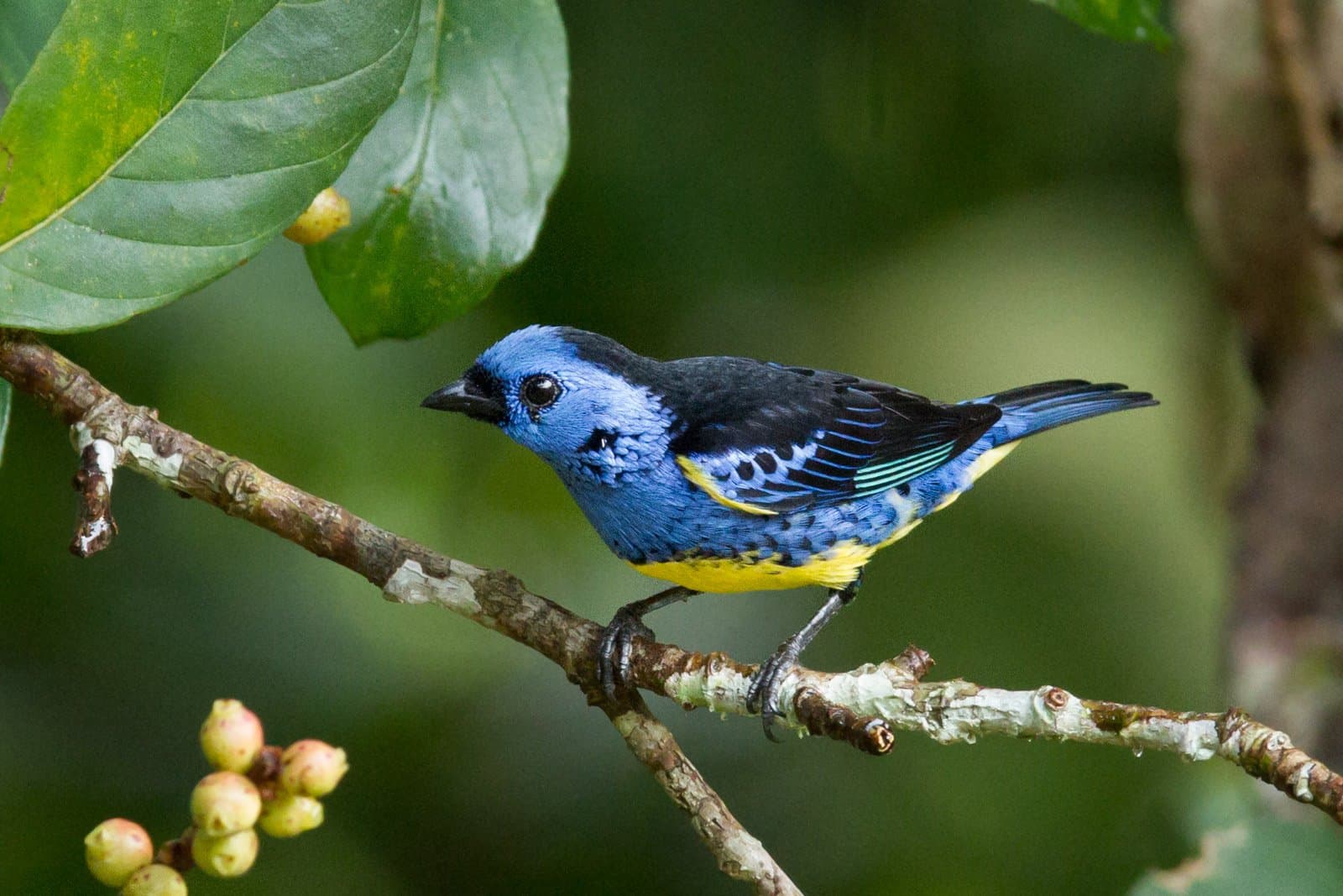 Small bird, serious colour budget, the Amazon never does things by half. A vivid blue-and-yellow tanager perches on a lichen-covered branch amid lush green foliage at Cristalino Jungle Lodge, its turquoise wing-bar glinting in soft forest light