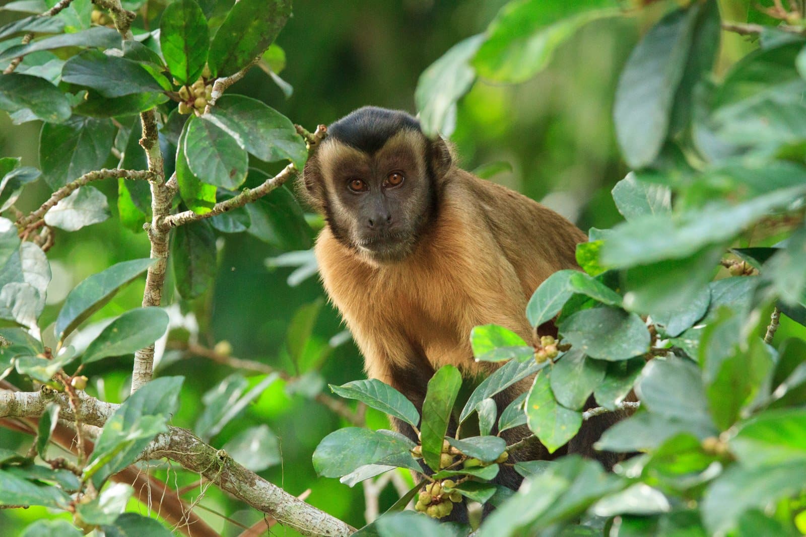 Caught you looking. Capuchins have opinions, and this one is sharing them. A brown capuchin monkey perched among dense green leaves and fruiting branches at Cristalino Jungle Lodge, gazing directly at the camera with amber eyes