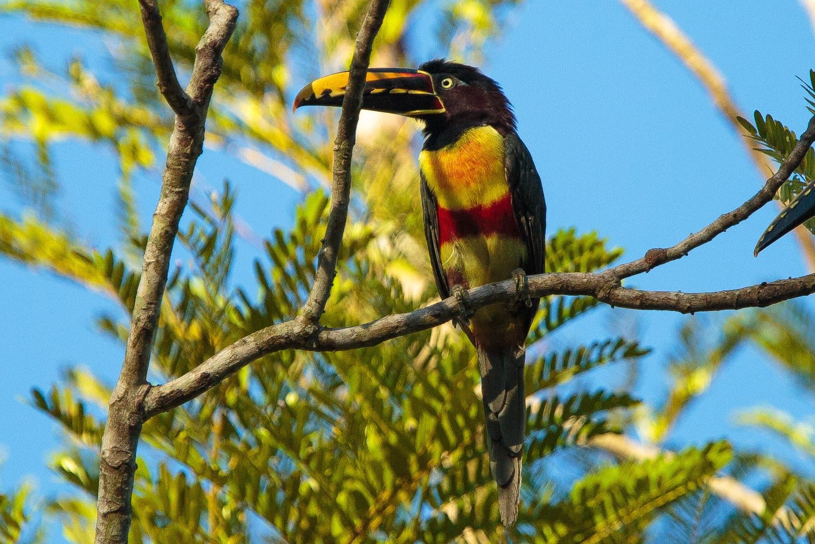 That beak is not subtle, and the aracari knows it. A chestnut-eared aracari with a vivid yellow-and-black bill and red-banded yellow chest perches on a bare branch against a blue sky at Cristalino Jungle Lodge