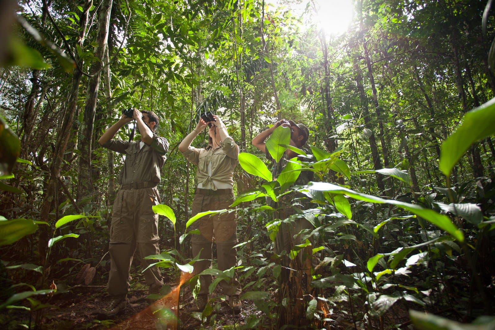 Necks craned, binoculars up, the canopy always has something to say. Three guests raise binoculars toward the canopy during a guided birdwatching walk at Cristalino Jungle Lodge, surrounded by dense tropical understorey and tall vine-draped trees