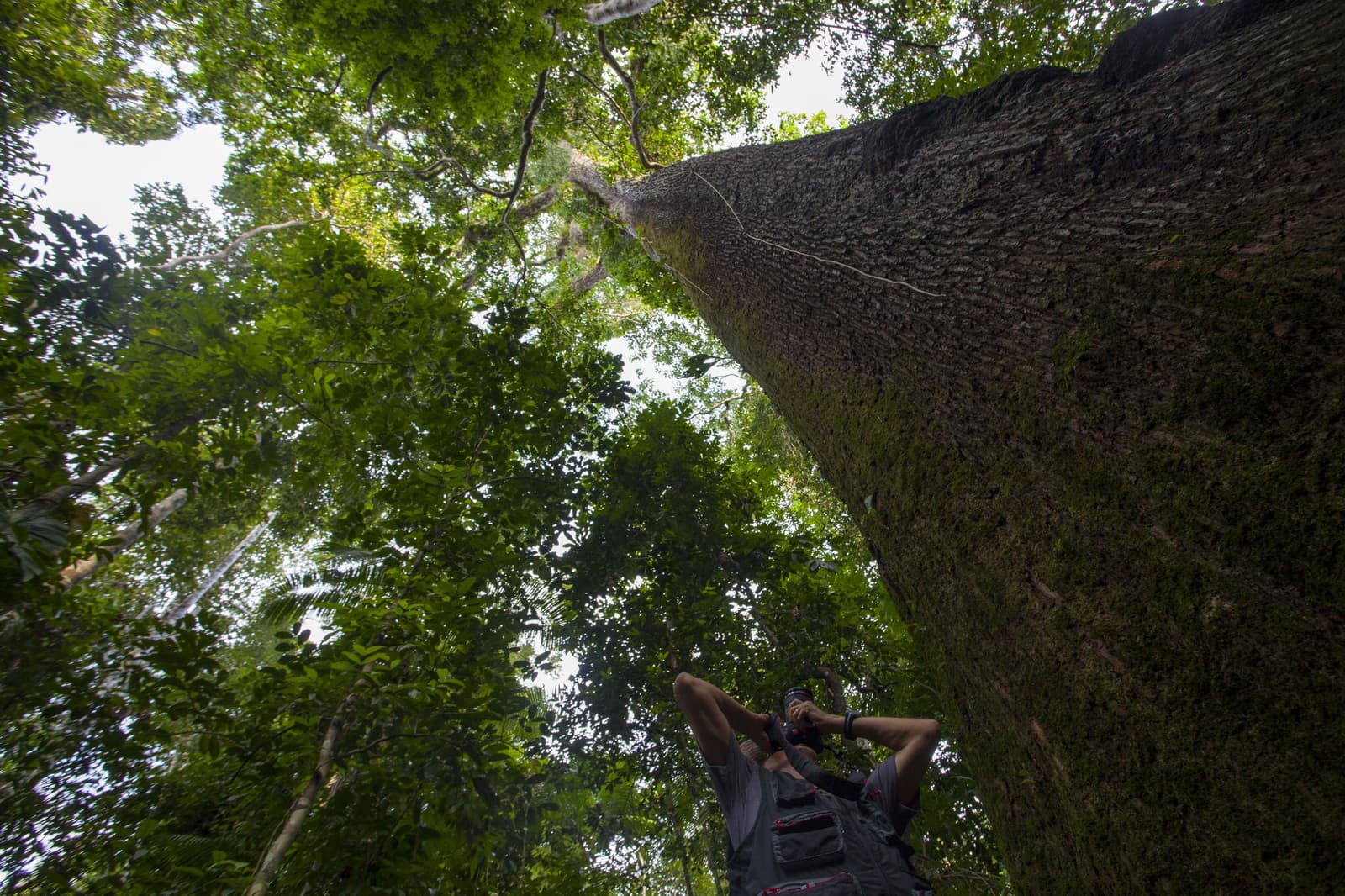 Some trees demand you stop and just look up. A photographer looks up at a towering rainforest tree trunk at Cristalino Jungle Lodge, with a dense green canopy stretching far above