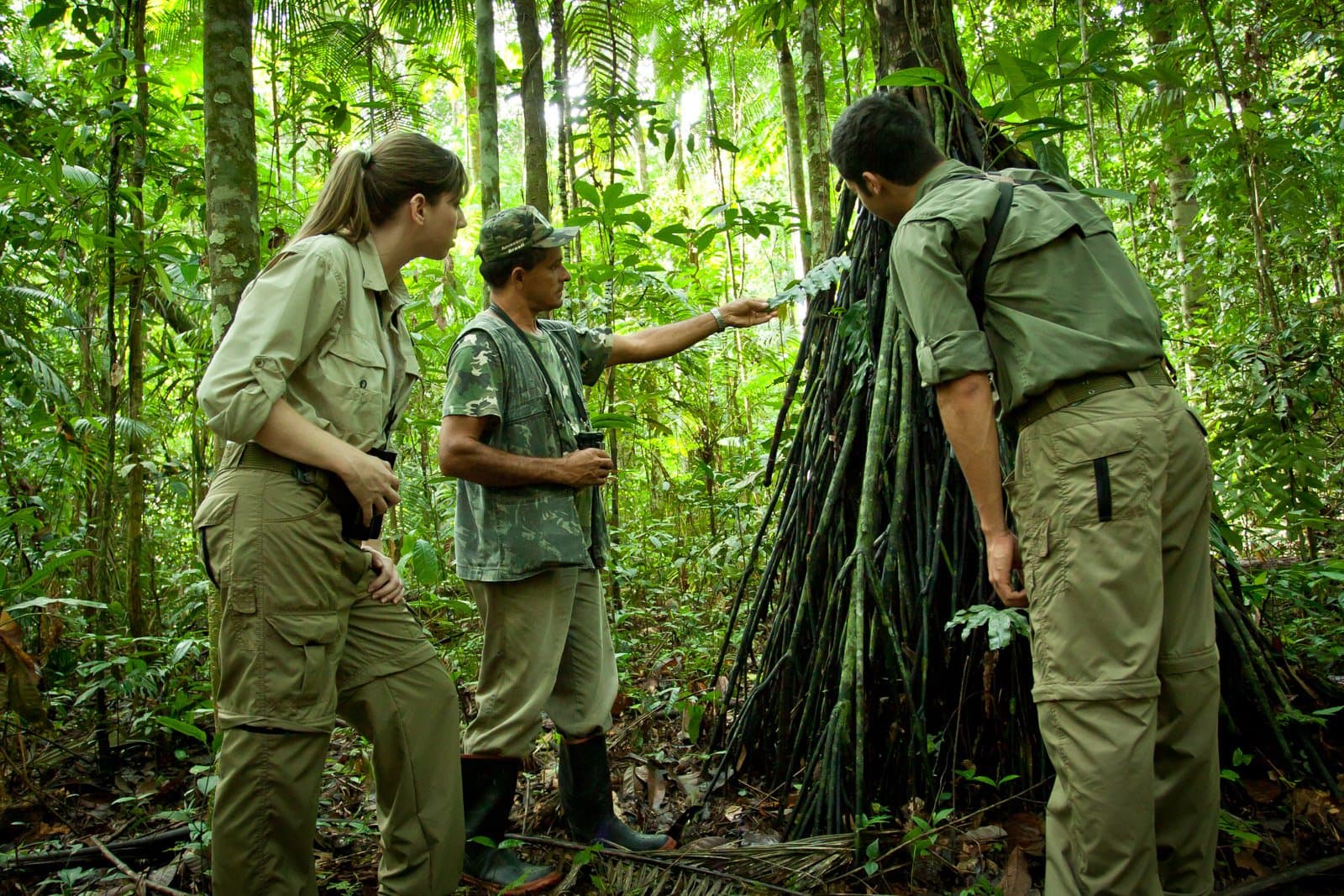 Your guide reads the forest like a book, you just have to slow down enough to listen. A local guide at Cristalino Jungle Lodge points out the aerial roots of a large rainforest tree to two guests in khaki clothing during a guided trail walk