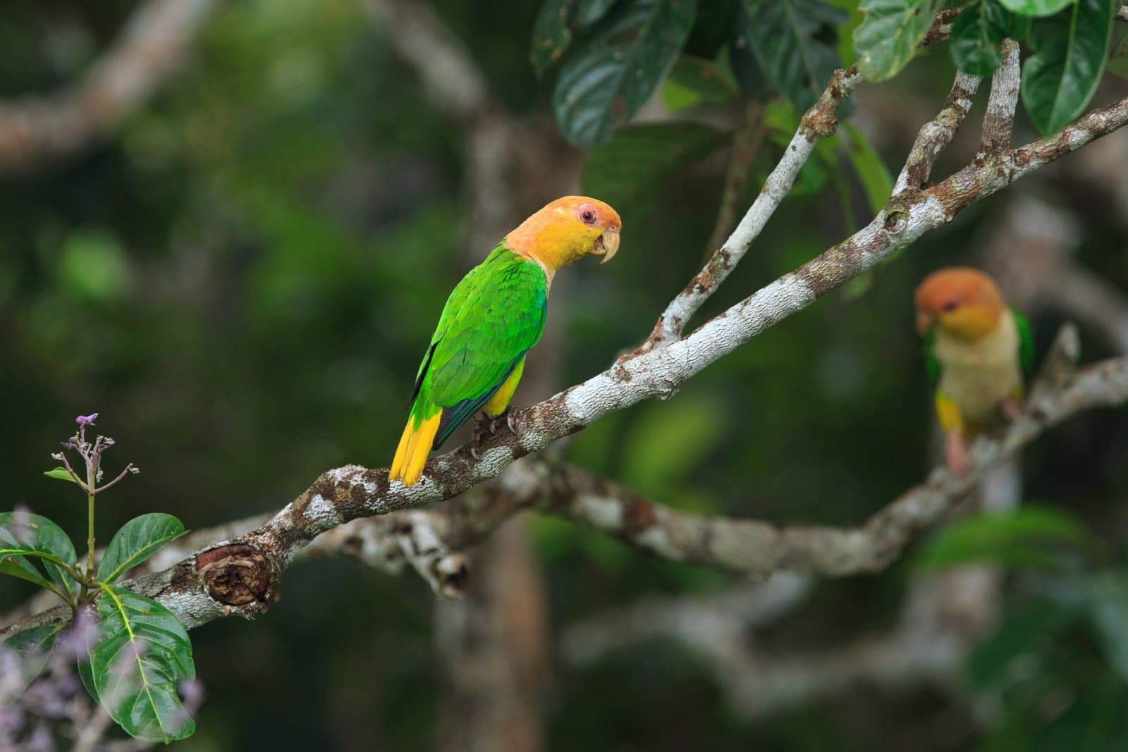 Two birds, one branch, zero interest in sharing it. Two orange-headed green parrots perched on a pale lichen-covered branch at Cristalino Jungle Lodge, surrounded by lush rainforest foliage
