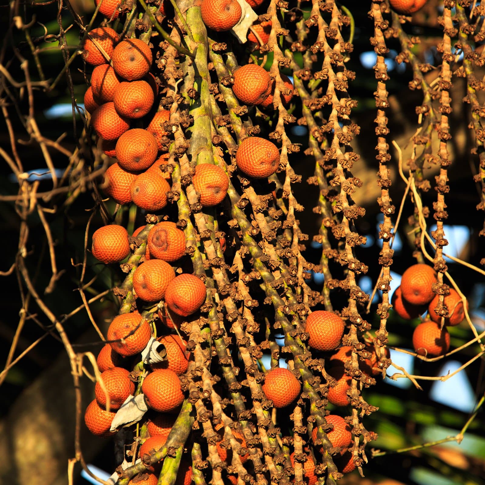 A palm putting on a serious spread for every bird in the canopy. A dense cluster of vivid orange scaly palm fruits hanging from branching stalks at Cristalino Jungle Lodge, bathed in warm golden light