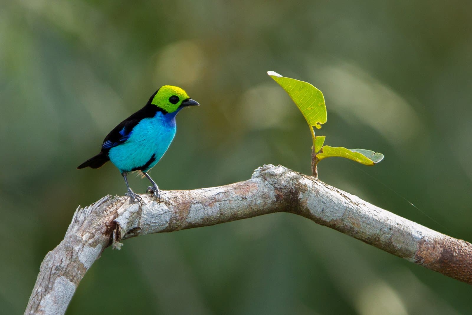 Three colors, zero subtlety, and absolutely no apologies. A paradise tanager with a vivid lime-green head, black mask, and turquoise breast perches on a bare branch at Cristalino Jungle Lodge