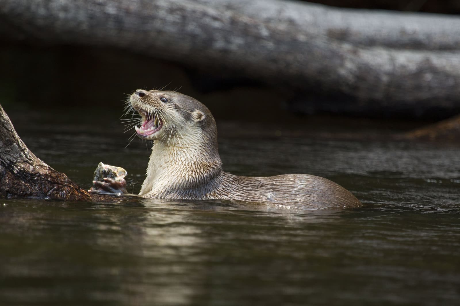 Lunch with no table manners, and absolutely no apologies. A wet river otter holds a freshly caught fish in its paws and tilts its head back with mouth open beside a submerged log at Cristalino Jungle Lodge