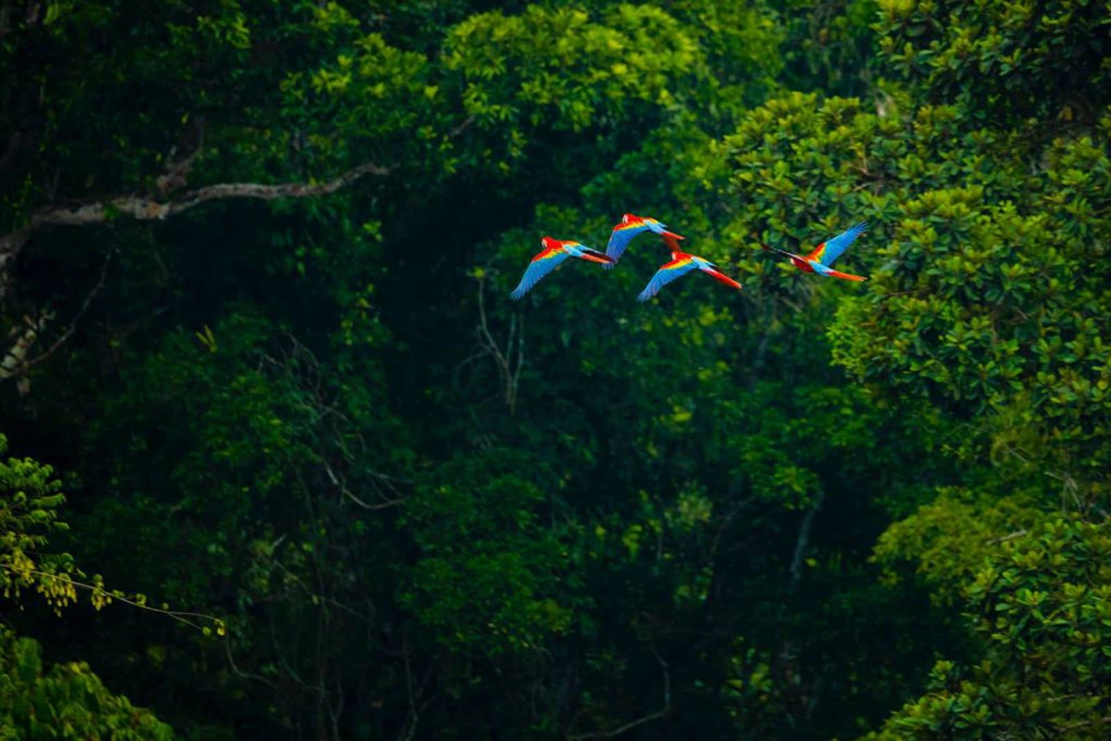 Three macaws, one itinerary, the forest sets the schedule. Four scarlet macaws in flight against a dense green rainforest canopy at Cristalino Jungle Lodge, their red, blue, and yellow wings fully spread