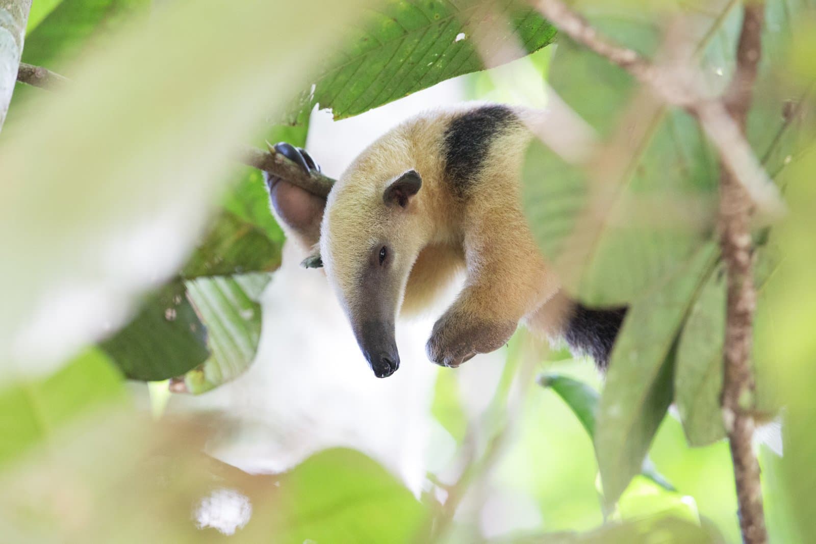 Spotted through the leaves, this one had its own agenda entirely. A silky anteater clings to a branch amid lush green leaves in the forest canopy at Cristalino Jungle Lodge, its cream and black fur clearly visible