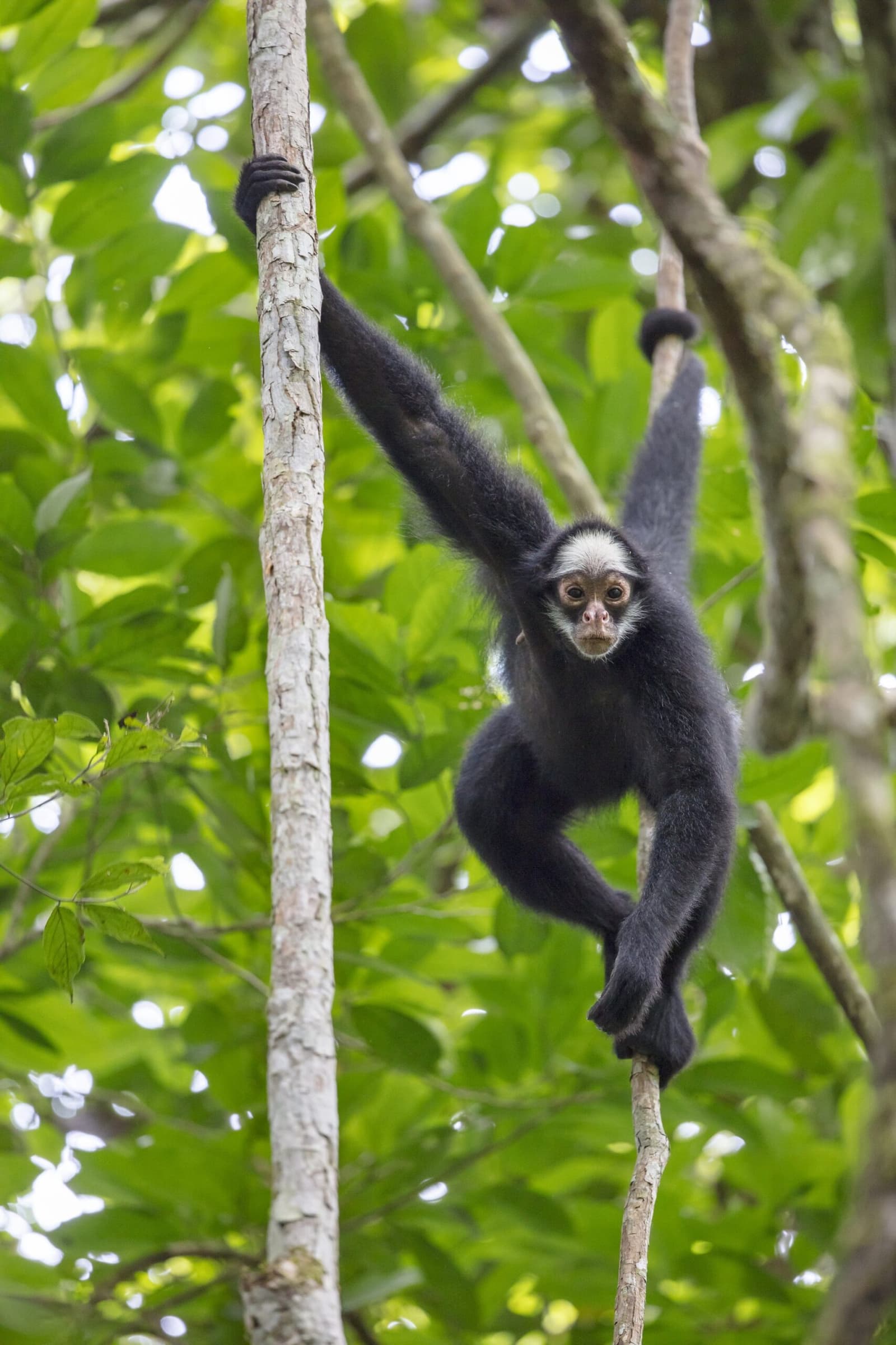 Five limbs and zero hesitation, spider monkeys own these trees. A black spider monkey with a pale face clings to slender tree trunks and wraps its prehensile tail around a branch in the lush green canopy at Cristalino Jungle Lodge