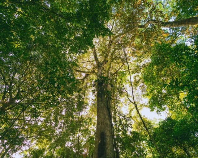 Carnival in the Amazon: 5 adventures to enjoy the holiday surrounded by nature Carnival in the Amazon: 5 adventures to enjoy the holiday surrounded by nature