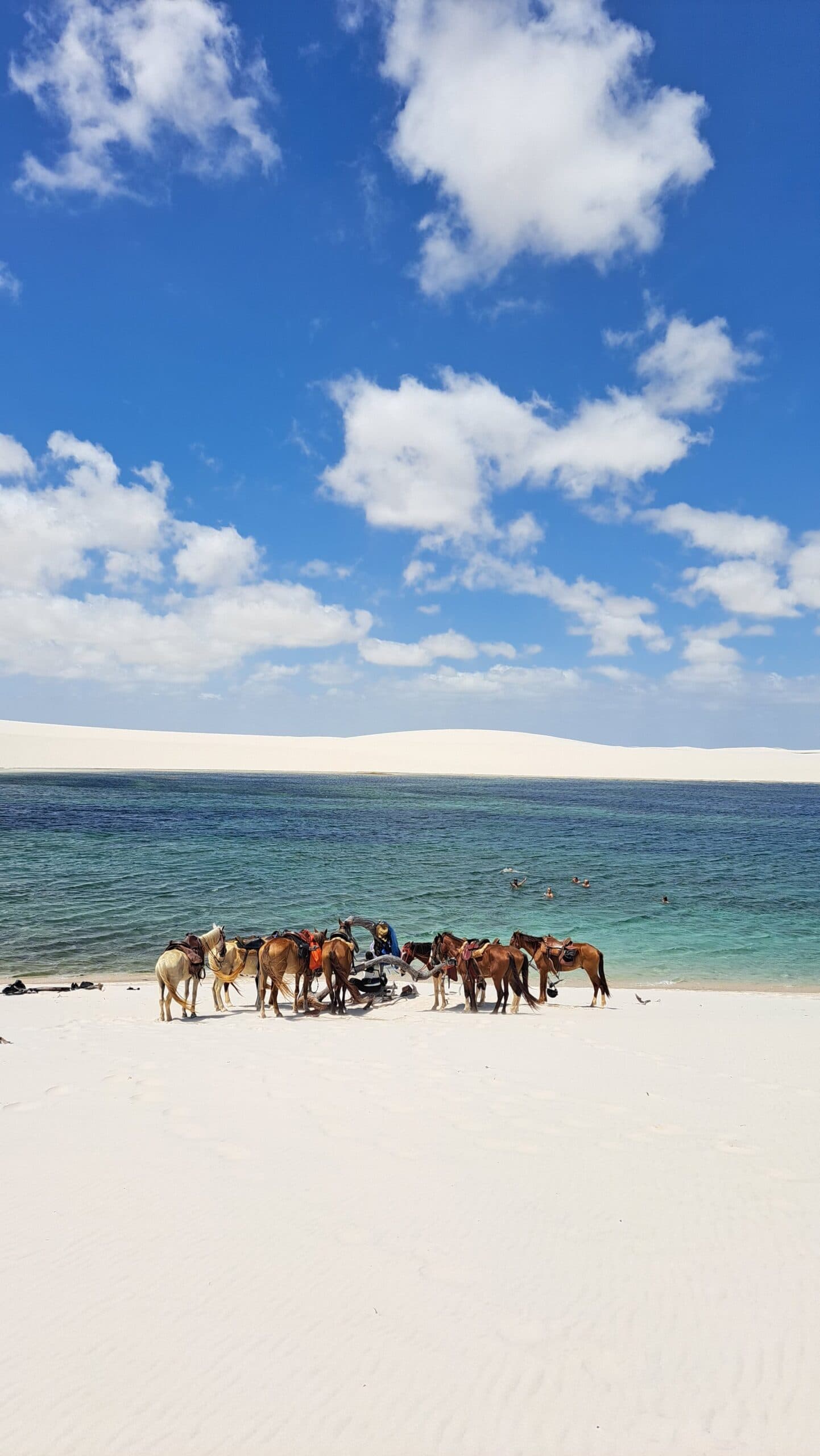 Even the horses know when it's time to stop and take in the view. A group of saddled horses resting on brilliant white sand beside a turquoise lagoon during a horseback riding Lençóis Maranhenses tour, with sweeping white dunes and a vivid blue sky in the background
