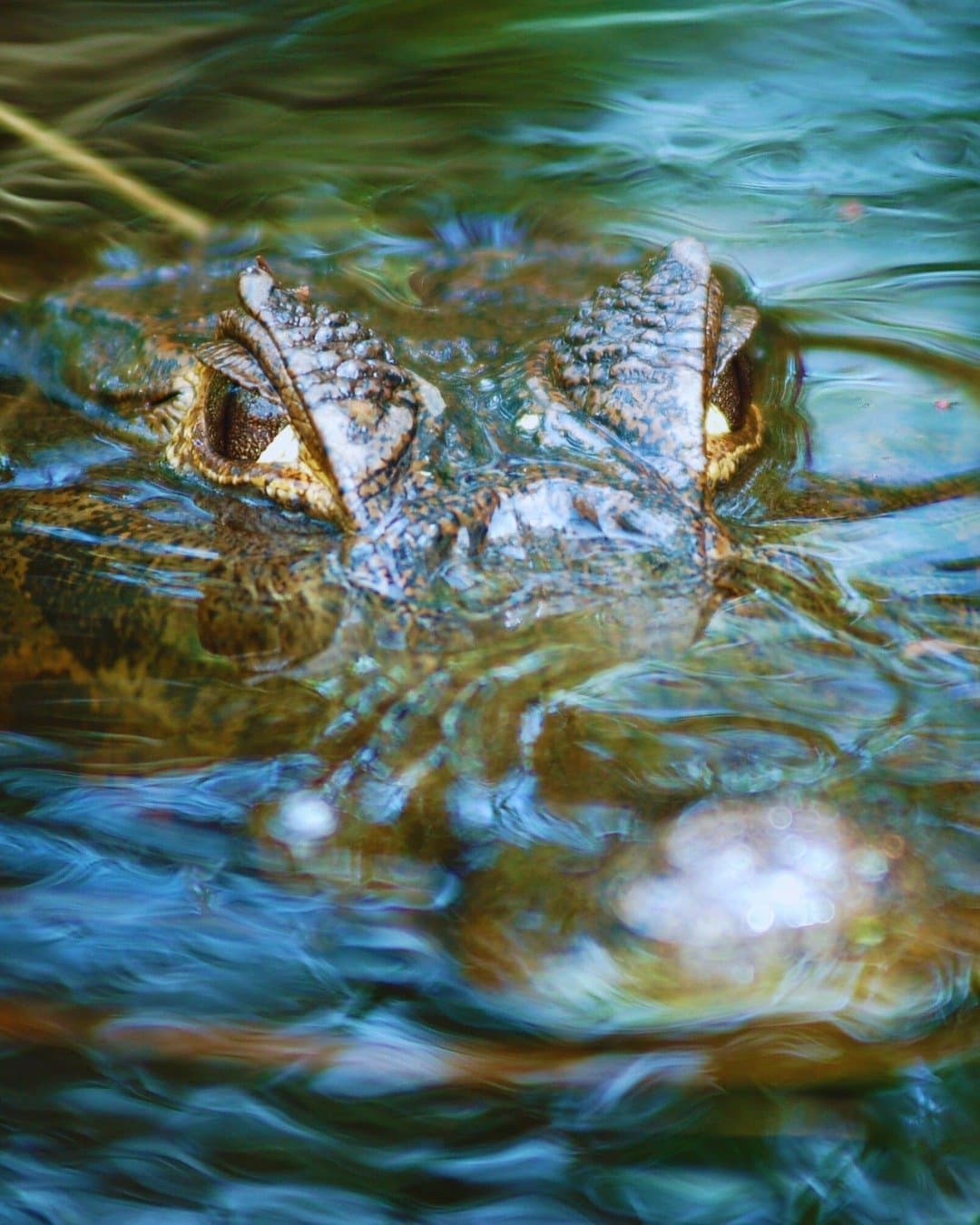 It sees you long before you see it. A caiman's armored eyes and snout barely breaking the water surface during a night tour at Juma Amazon Jungle Lodge