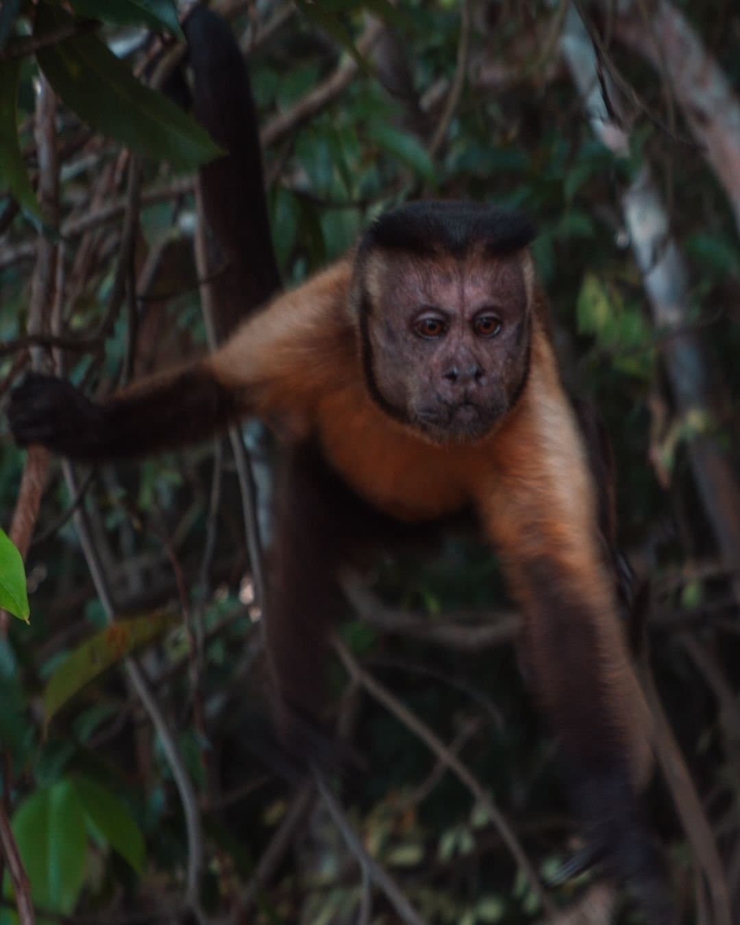 This one has clearly decided you are the most interesting thing in the forest today. A tufted capuchin monkey with amber fur and a dark cap grips branches in the dense forest canopy at Juma Amazon Jungle Lodge