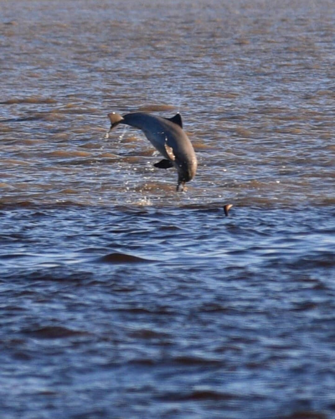 They surface without warning, then do this. Worth every minute on the boat. A dark-coloured dolphin leaping fully clear of a wide brown river near Juma Amazon Jungle Lodge, with a second dolphin's fin visible in the background