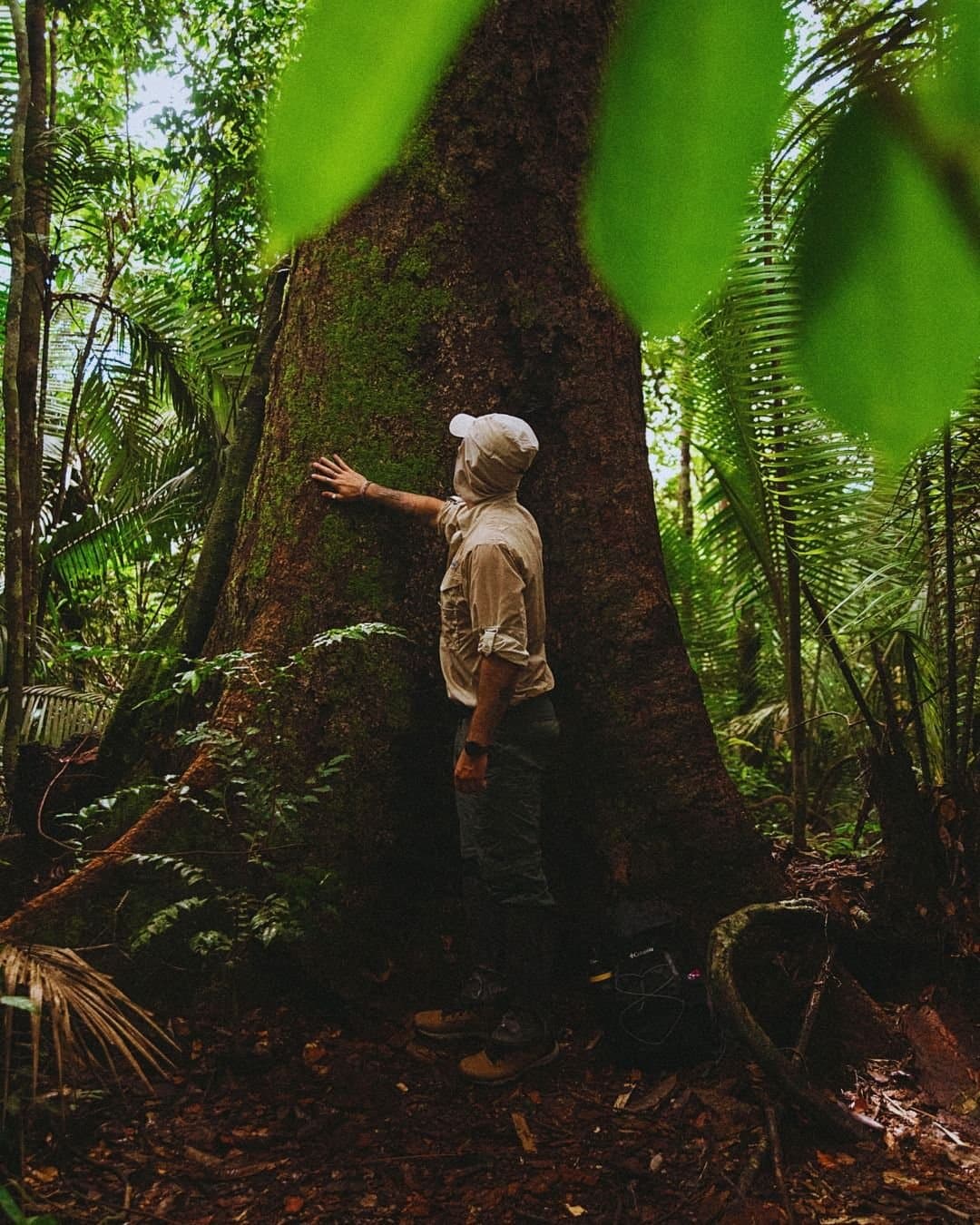 Some trees in the Amazon have been growing longer than most countries have existed. A visitor places their hand on the massive moss-covered trunk of a giant rainforest tree at Juma Amazon Jungle Lodge, surrounded by ferns and dense tropical vegetation