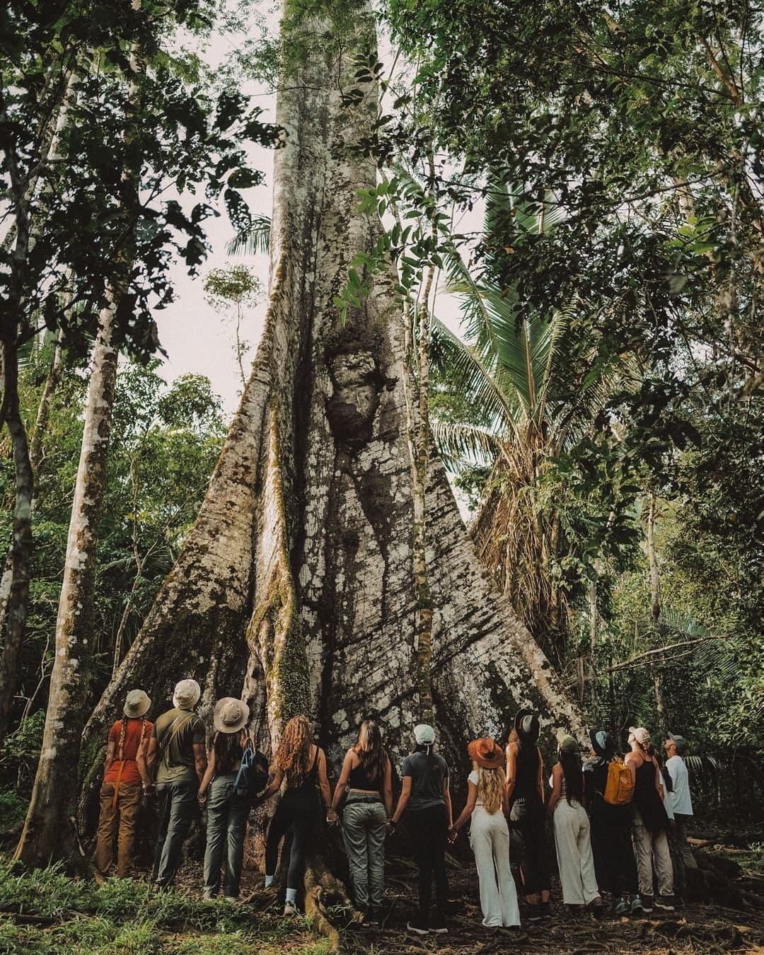 Some trees earn their reputation one root at a time. A group of ecotourists standing at the base of a massive buttressed sumauma tree at Juma Amazon Jungle Lodge, its towering trunk dwarfing the visitors in the dense rainforest