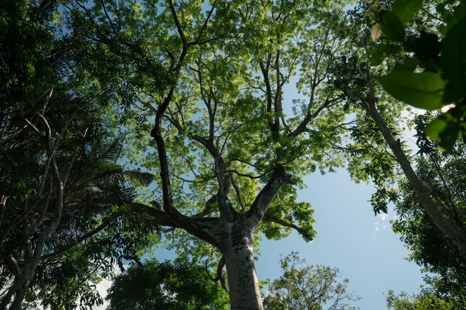 Lie on your back here long enough and the forest starts to feel infinite. Upward view from the forest floor through the spreading canopy of a towering tree at Juma Amazon Jungle Lodge, with sunlit green leaves against a clear blue sky