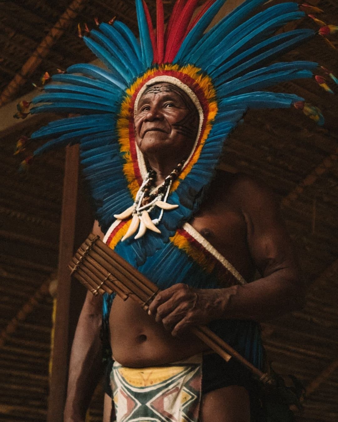 Decades of knowledge, one feather at a time. An indigenous elder wearing a vivid blue-and-red feather headdress and seed-tooth necklace plays a bamboo pan flute inside a thatched maloca, embodying the living culture encountered on a Juma Amazon Jungle Lodge visit