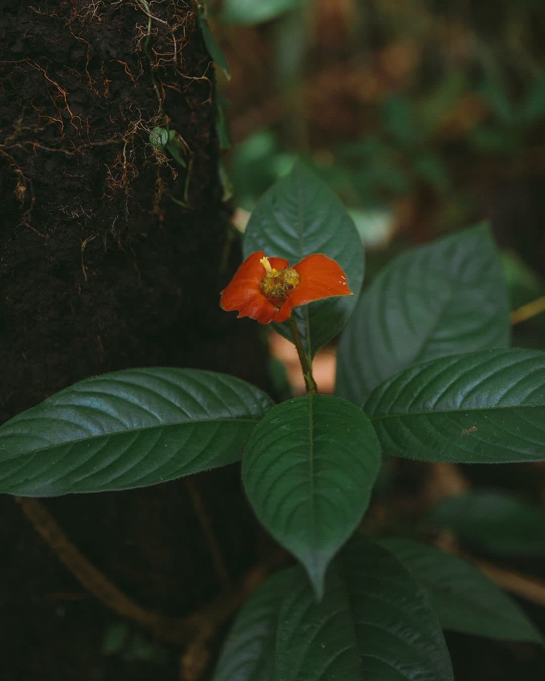 The forest keeps its best colours low and quiet. A tiny red-orange wildflower with yellow stamens blooms at the Juma Amazon Jungle Lodge, rising from dark green leaves beside a moss-covered tree trunk on the rainforest floor