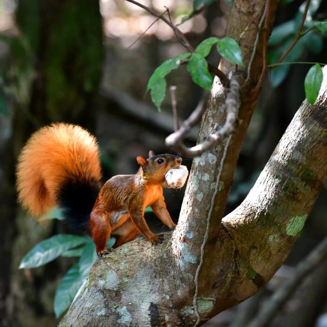 Groceries sorted. This little one is not hanging around. A vivid red-and-black tailed squirrel clutching a nut in its mouth, perched on a mossy tree branch at the Juma Amazon Jungle Lodge