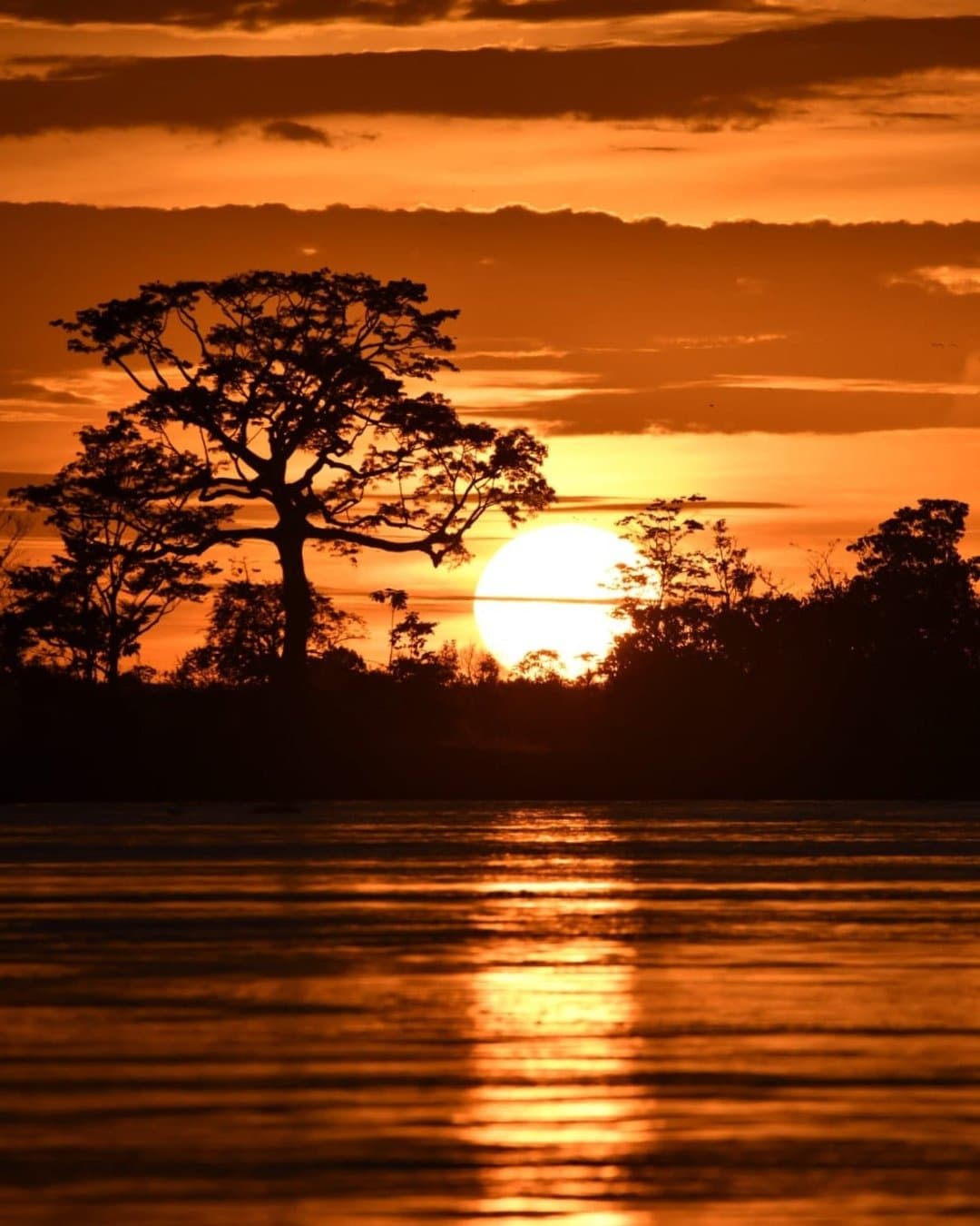 The river holds the whole sky in its hands at dusk. A fiery orange sunset at Juma Amazon Jungle Lodge with a large tree silhouetted against the glowing sun disc as it sets behind dense rainforest canopy, reflected in the still river below
