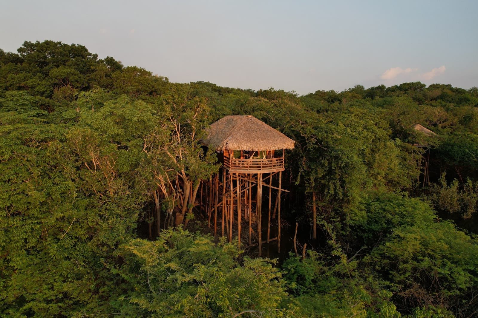 Your room is technically on the ground. Your view is not. An elevated thatched bungalow at Juma Amazon Jungle Lodge rising above the forest canopy on tall wooden stilts, bathed in warm golden-hour light