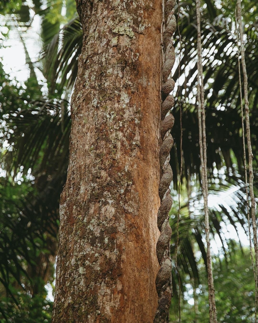 The forest has been working on this spiral for longer than any of us have been alive. A thick, rope-like liana coiling tightly around a tall tree trunk at Juma Amazon Jungle Lodge, with palm fronds and aerial roots visible in the soft-focus background