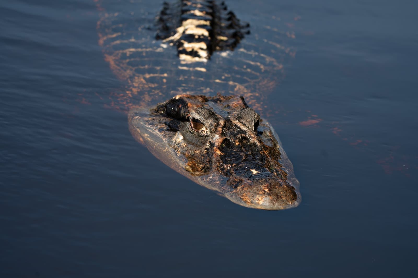 Ancient, patient, utterly at home — the river belongs to it. Photo 4