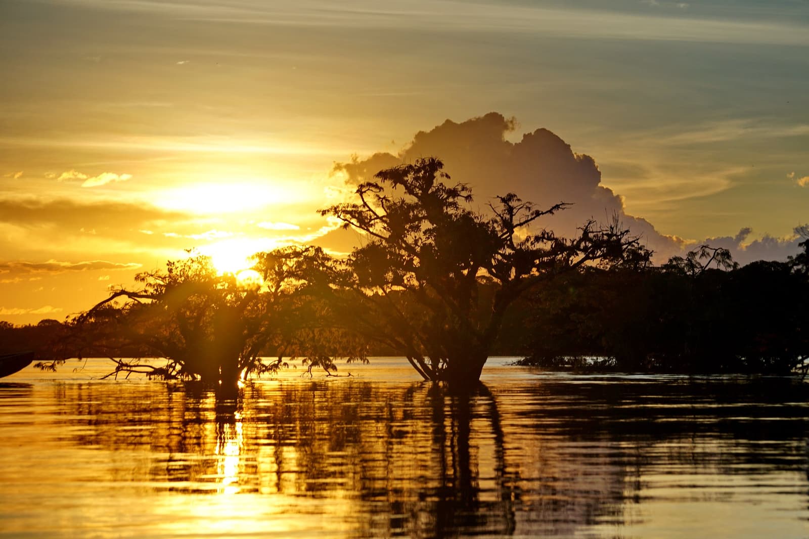 Trees swallowed by the river, burning gold at dusk. Photo: ANPerryman Photo 2