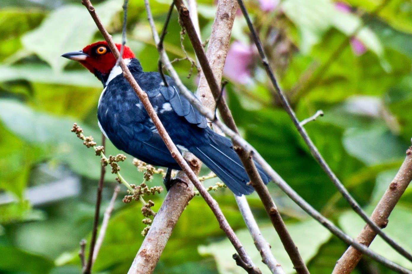 Red crown, blue body, one unblinking amber eye — birdwatching in the Amazon delivers moments like this. Photo 5